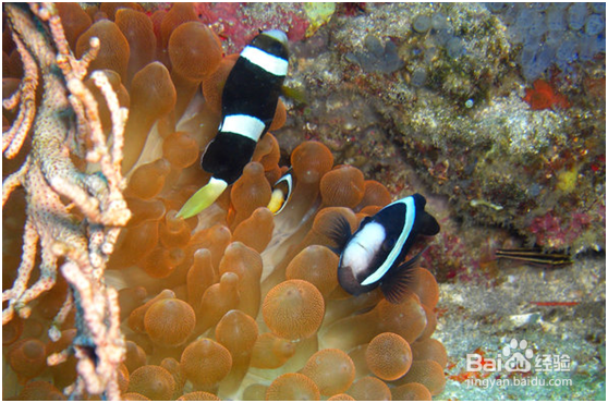 杜马盖地三日游——景点攻略