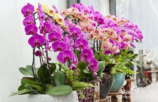 蝴蝶兰夏季怎么管理