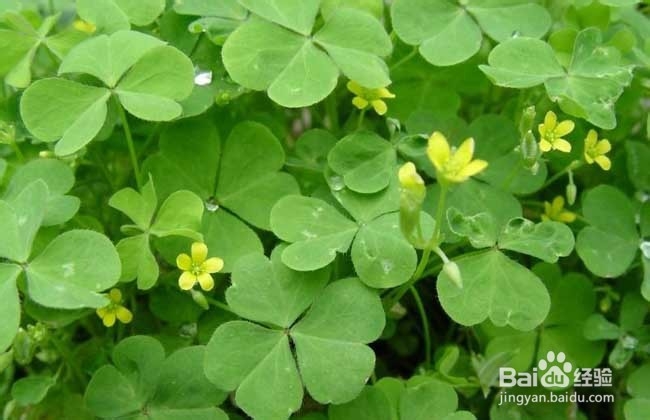 酢浆草的养殖方法