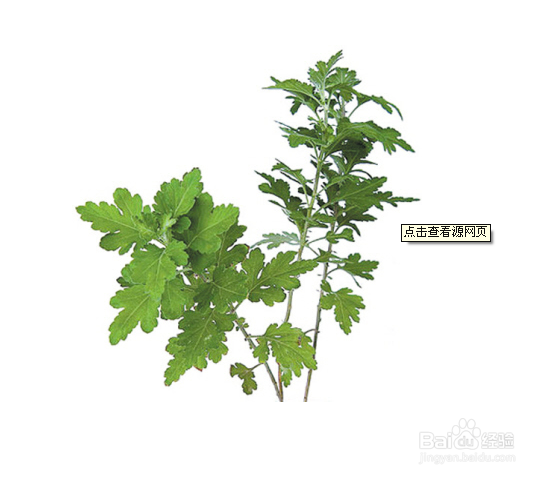 怎样预防蚊虫