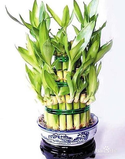 富贵竹土培、水培怎么进行养护