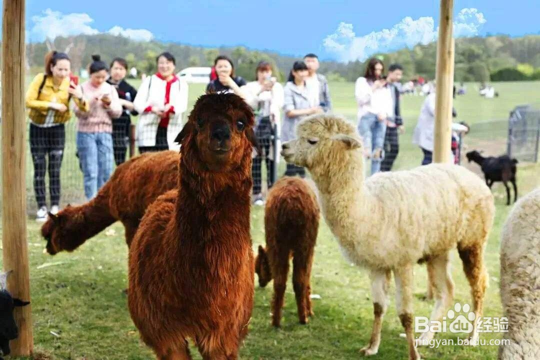 南京银杏湖乐园攻略