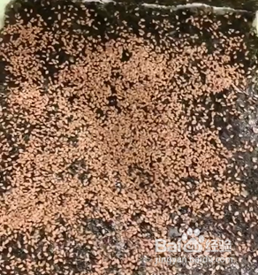 如何烤制脆香芝麻夹心海苔？