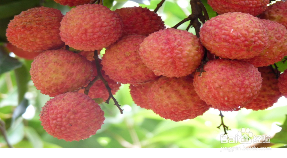 买荔枝时，如何挑选出新鲜优质的荔枝