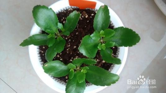 长寿花怎么样扦插呢?