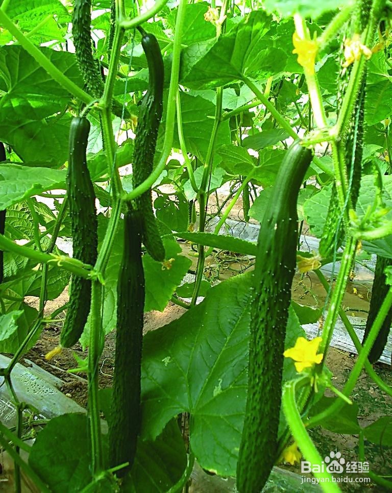 去除青春痘面膜1