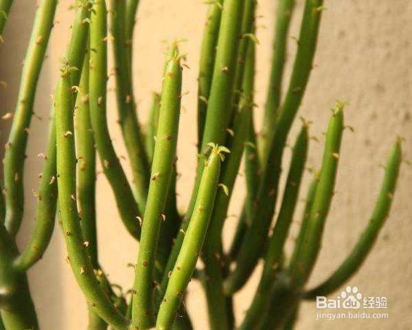 光棍树怎么养殖？