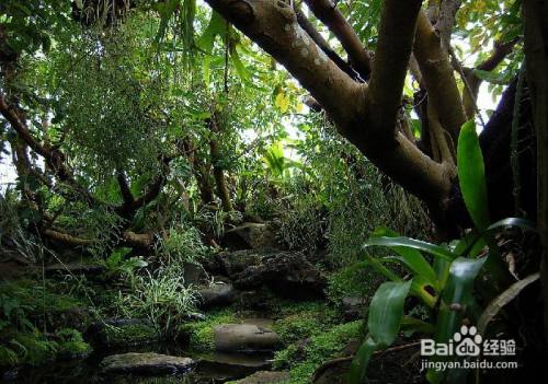 户外丛林探险应该掌握的技巧 百度经验