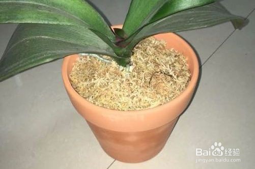 蝴蝶兰夏季怎么管理