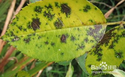 月季黄叶黑斑怎么处理