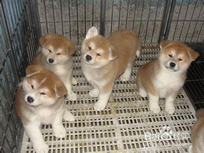 如何选购秋田犬