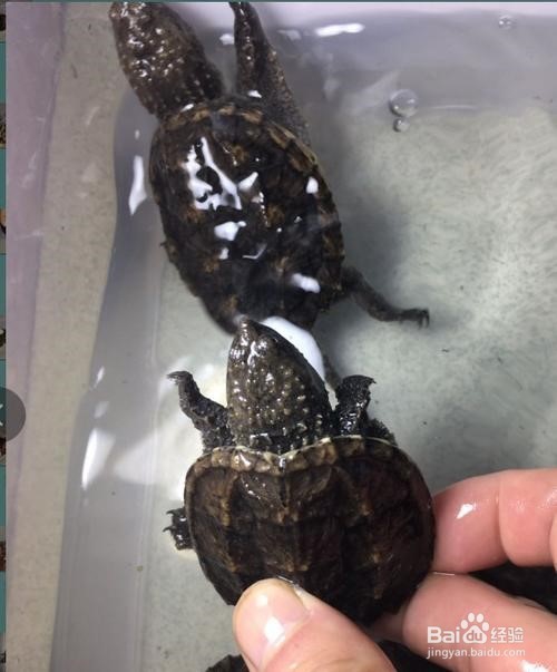 小鳄龟开食技巧