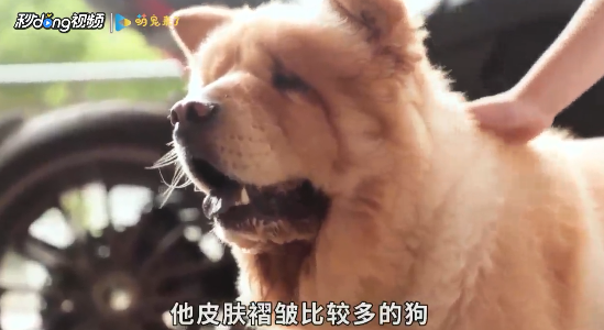 家里养狗怎么除异味