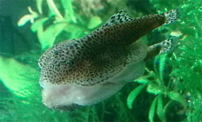 水族缸里面的鱼卵怎么弄出来