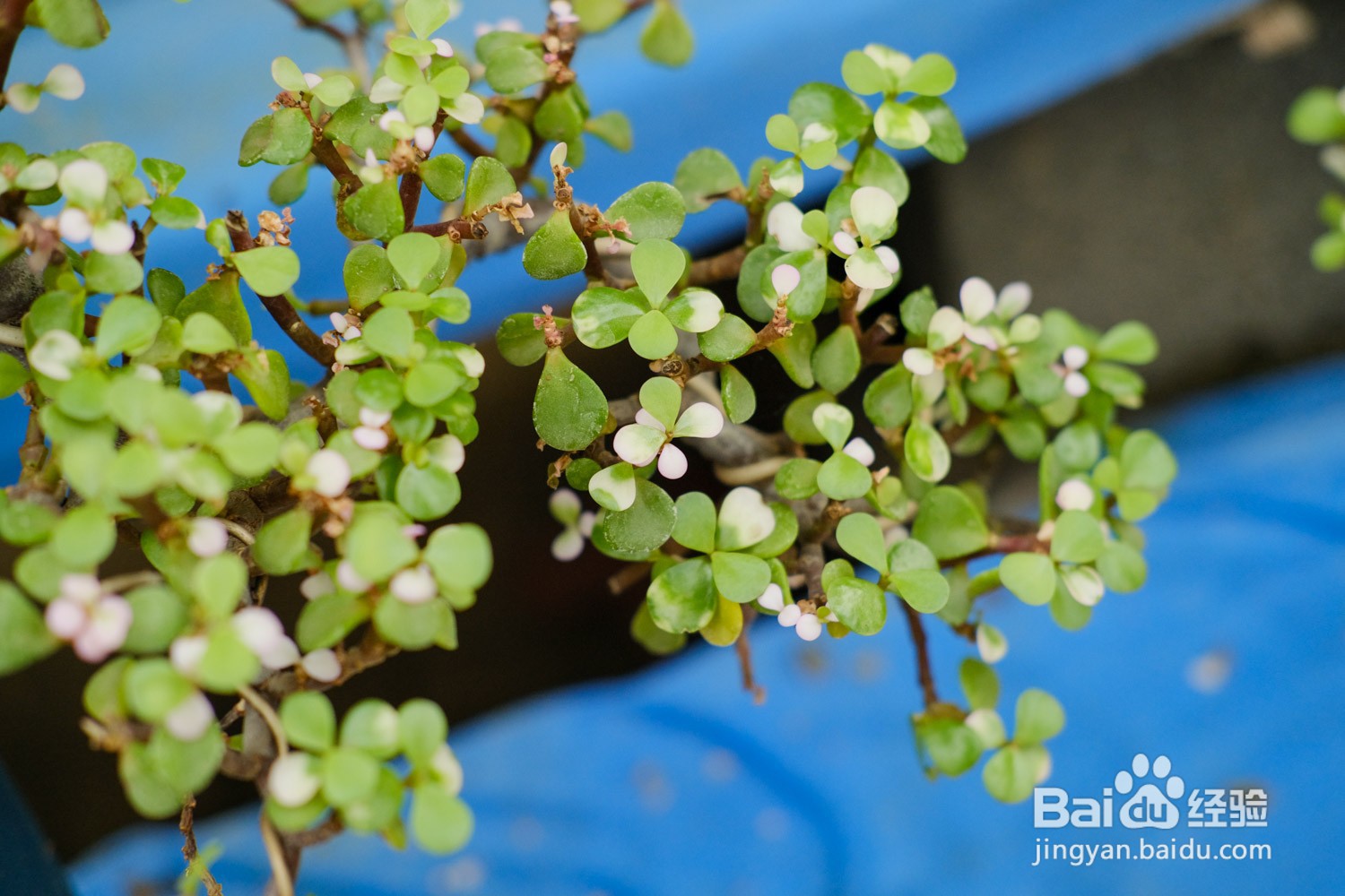 金枝玉叶的养殖方法和注意事项有哪些呢？