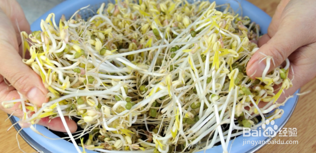 水培绿豆芽的详细步骤