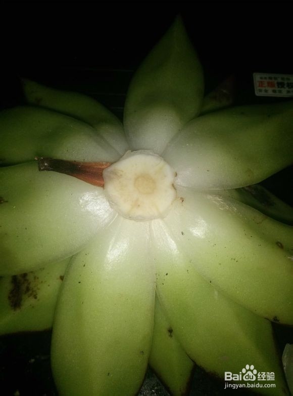 多肉植物黑腐病该怎么办