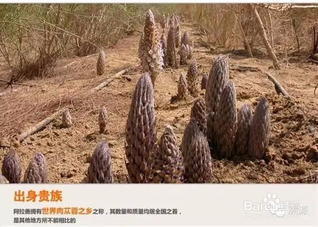 详解沙漠人参肉苁蓉的功效与作用