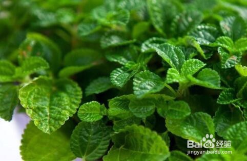 吸毒草和薄荷的区别