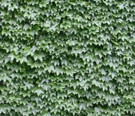 十一月有什么花