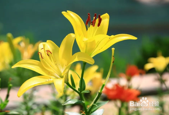 百合开完花怎么处理还能开花