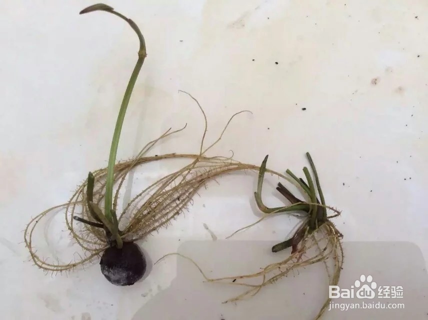 睡莲的盆栽方法