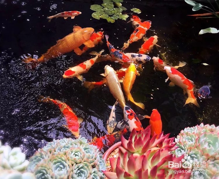 锦鲤一年的养生食谱，喂出锦鲤完美体形！