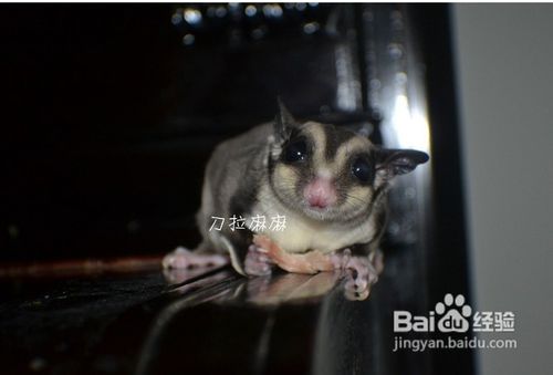 饲养蜜袋鼯一般给喂什么食物好?