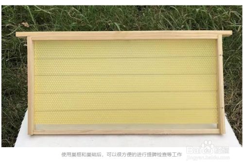 我想养蜜蜂 我想养蜜蜂蜂种去哪里买