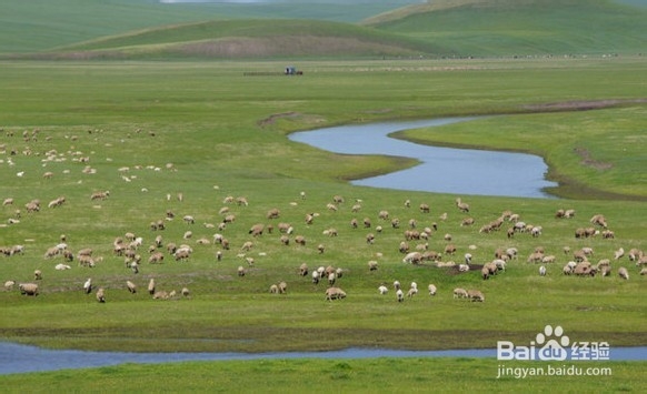 端午我们一起去呼伦贝尔草原、骑马驰骋大草原