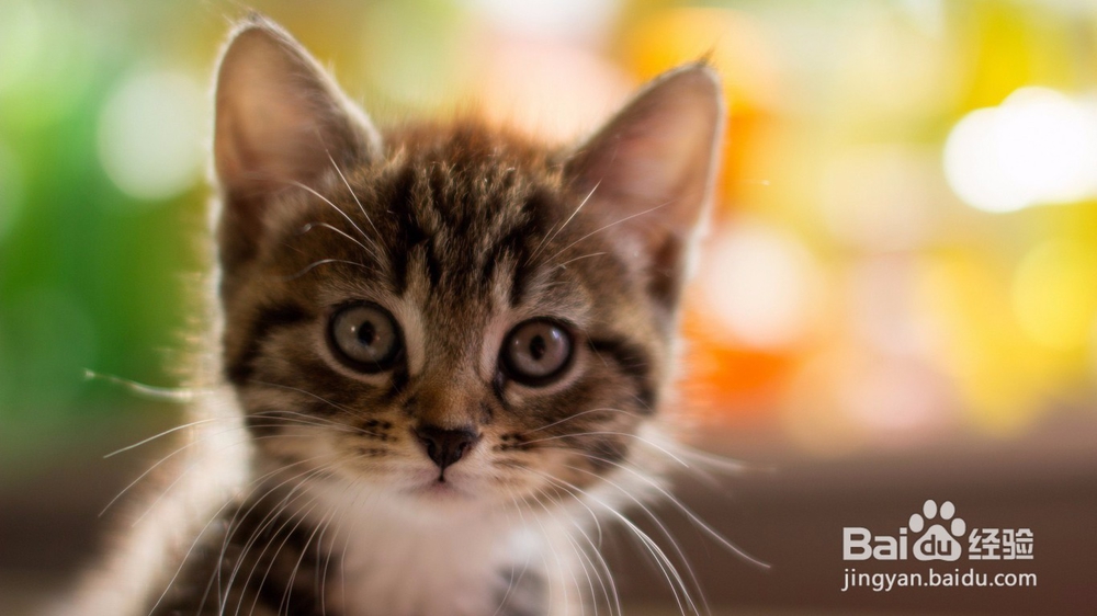 让猫猫社会化，不再胆小怕事