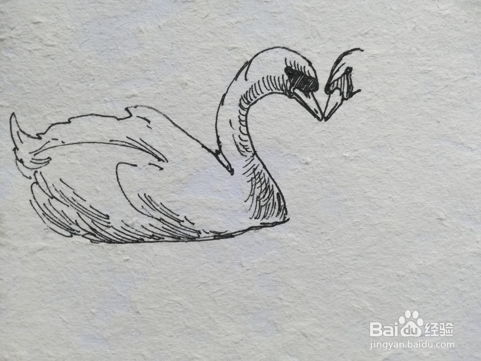 怎么画一对爱心形状的天鹅