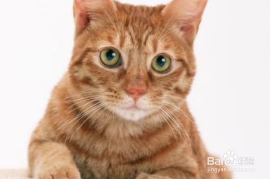 猫咪受到惊吓怎么安抚