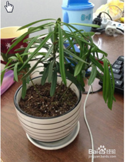 缓苗期如何浇水