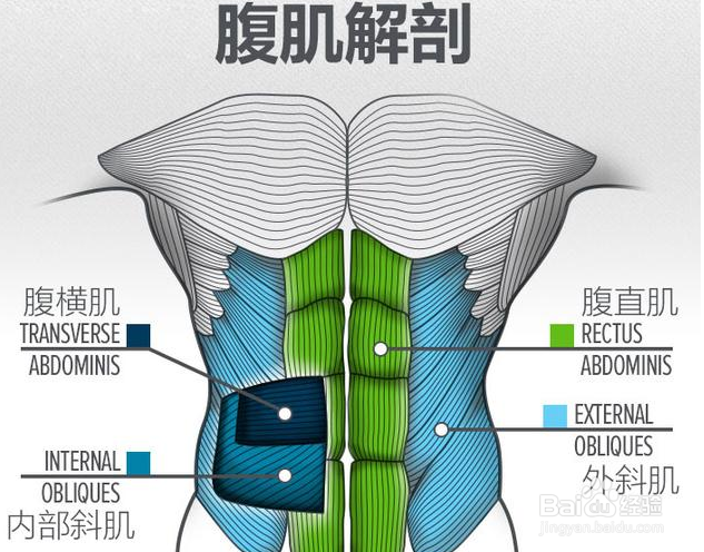 腹肌最上面两块肌肉怎么锻炼