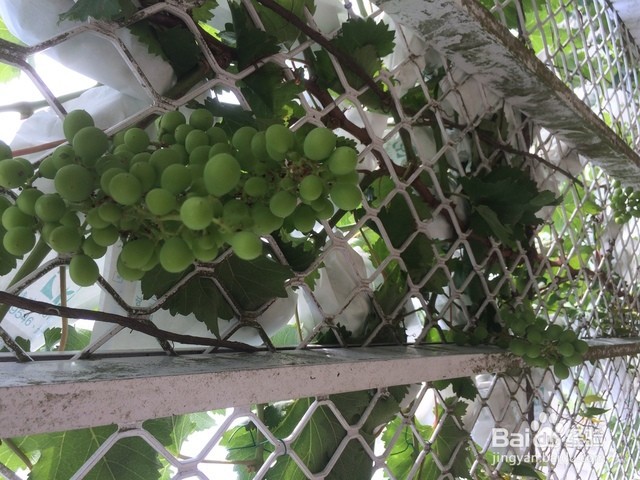 怎么种好葡萄