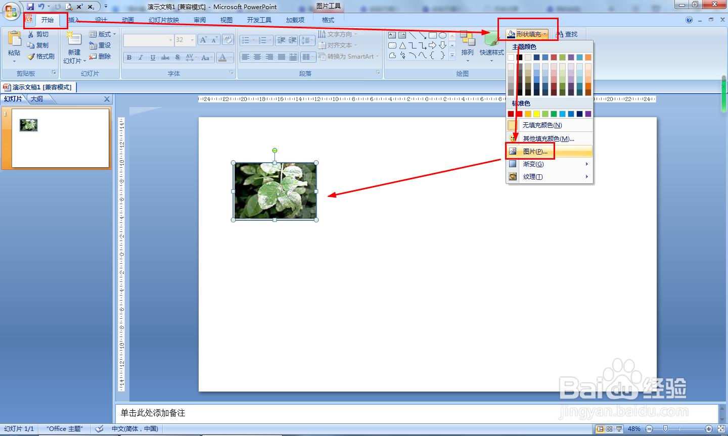 月季病虫害识别图解