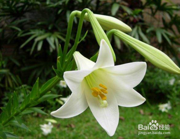 百合花怎么醒花最简单的方法