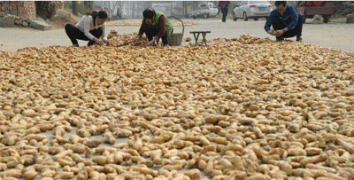 伏姜的做法和比例