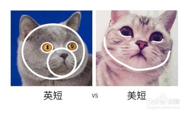 美短品种图解