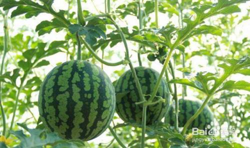 根小子 花生根腐病该喷什么药 根腐病的防治 百度经验