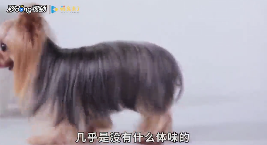 家里养狗怎么除异味