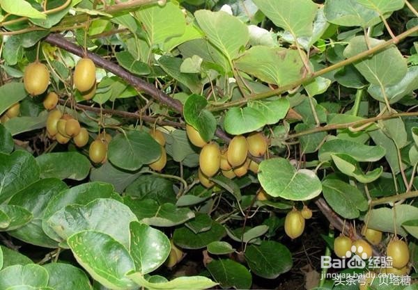 秋天吃这三种水果，糖尿病人血糖不升