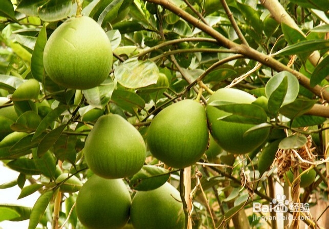 脂肪肝如何食疗之低糖水果