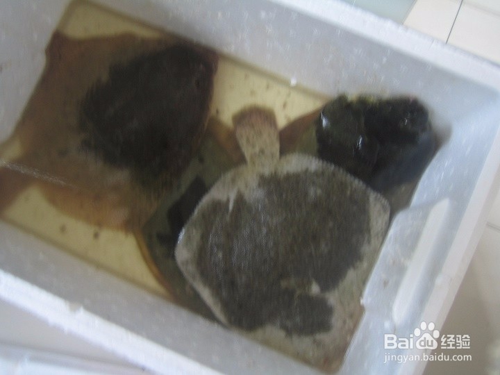 老年人怎样去海鱼的麟