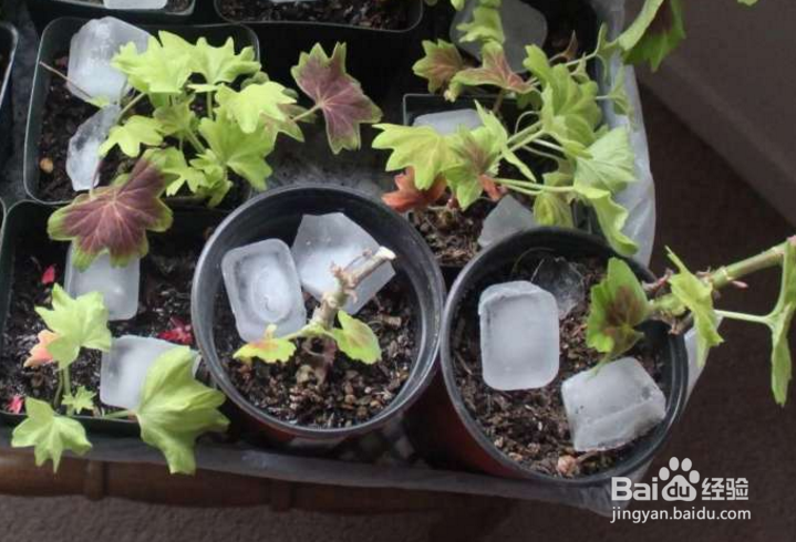 冬季怎样正确给植物浇水