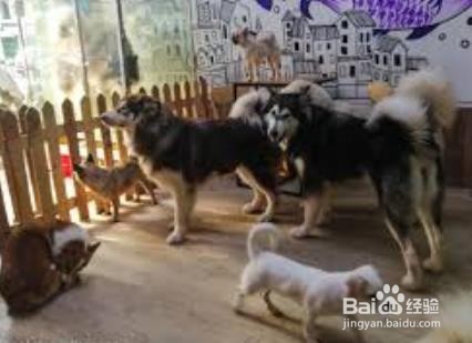 狗狗可以吃李子吗