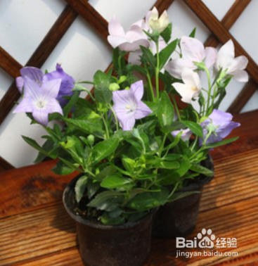 龙胆花盆栽怎么养