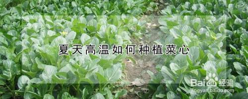 夏天高溫如何種植菜心#校園分享