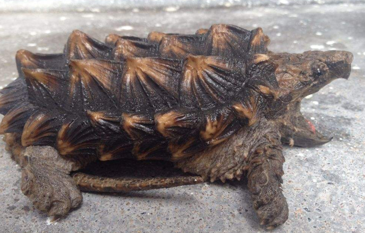 大鳄龟可以吃龟粮吗